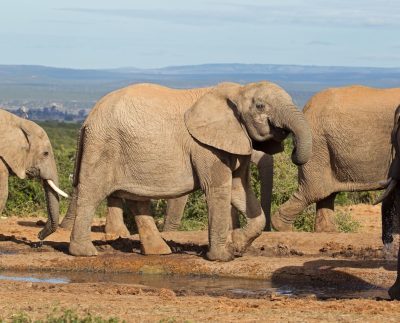 Namibiakillingofelephants