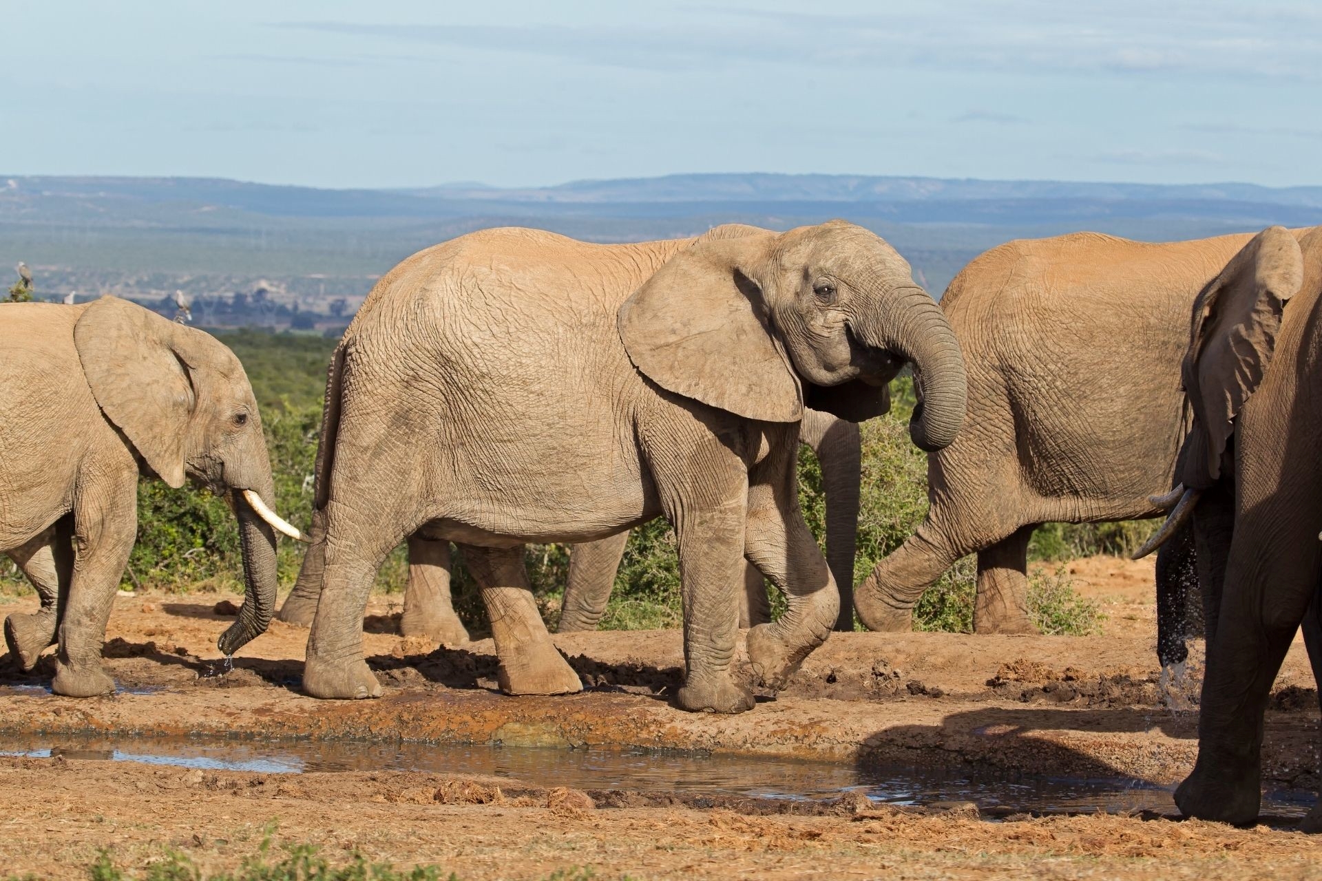 Namibia to Slaughter More Than 80 Elephants as Protesters Call It a ‘Colossal Disaster’