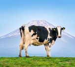 Cows Standing On The Green Field In Front Of Fuji Mountain, Japa