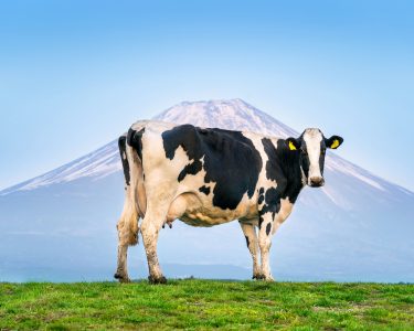 Cows Standing On The Green Field In Front Of Fuji Mountain, Japa