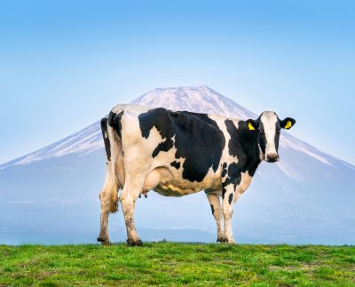 Cows Standing On The Green Field In Front Of Fuji Mountain, Japa