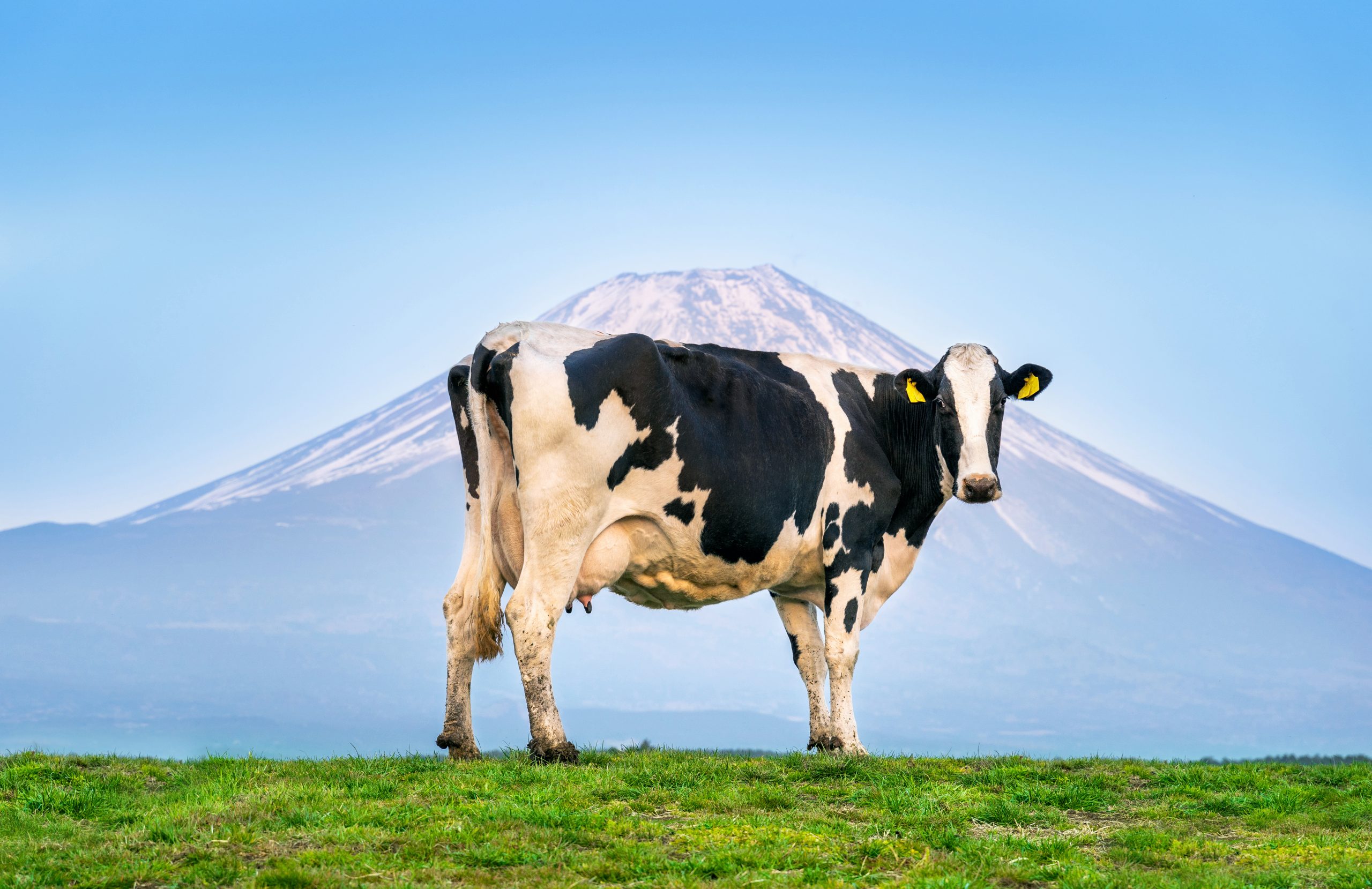 Nigeria to import Danish dairy cattle in bid to double milk production
