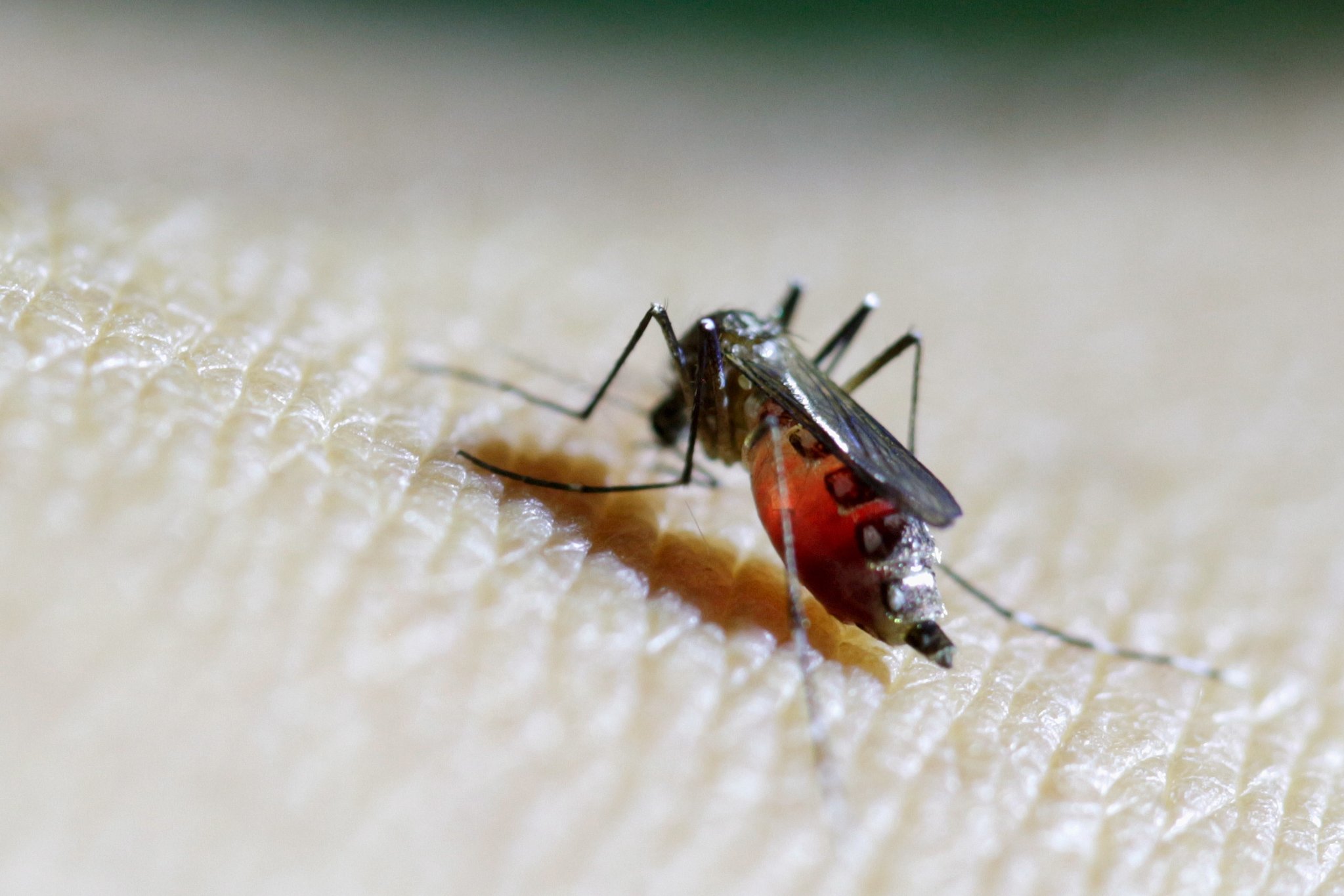 WHO warns of global chikungunya threat amid rising cases and mosquito spread