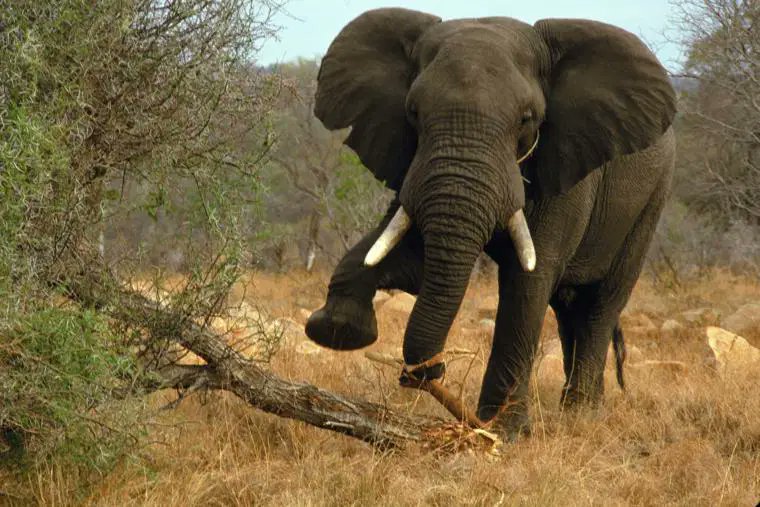 Elephant kills farmer in Ogun, hippo claims life in Adamawa