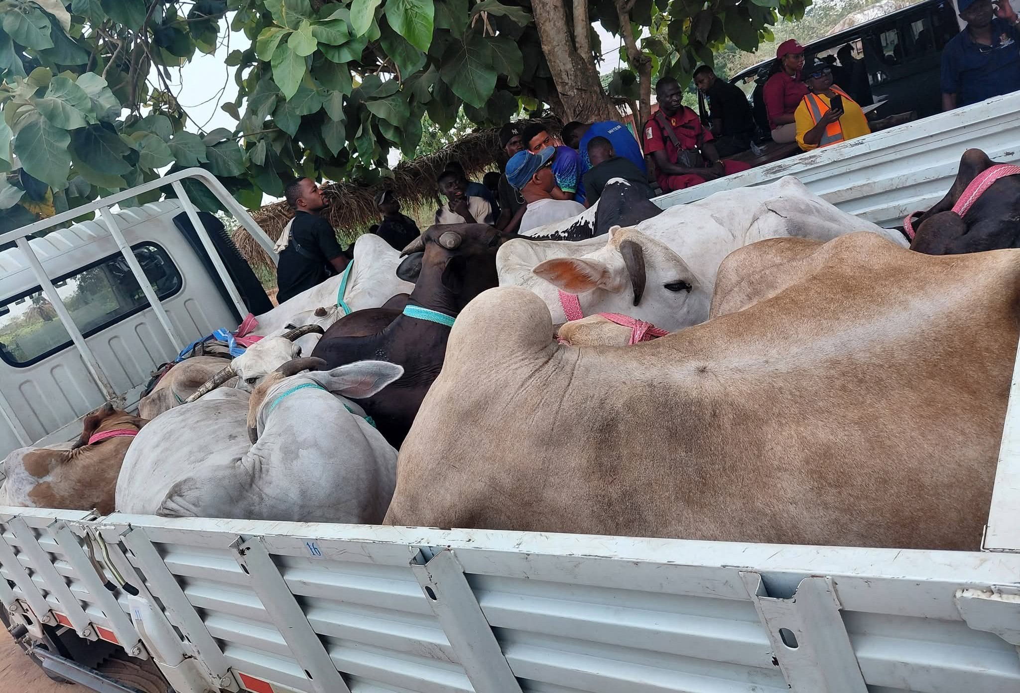OYRLEA Cracks Down on Open Grazing, Arrests Suspect, Impounds Cattle in Oyo State
