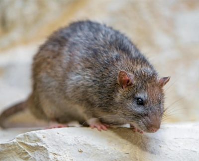 27053881679 75c7cd5fcd K