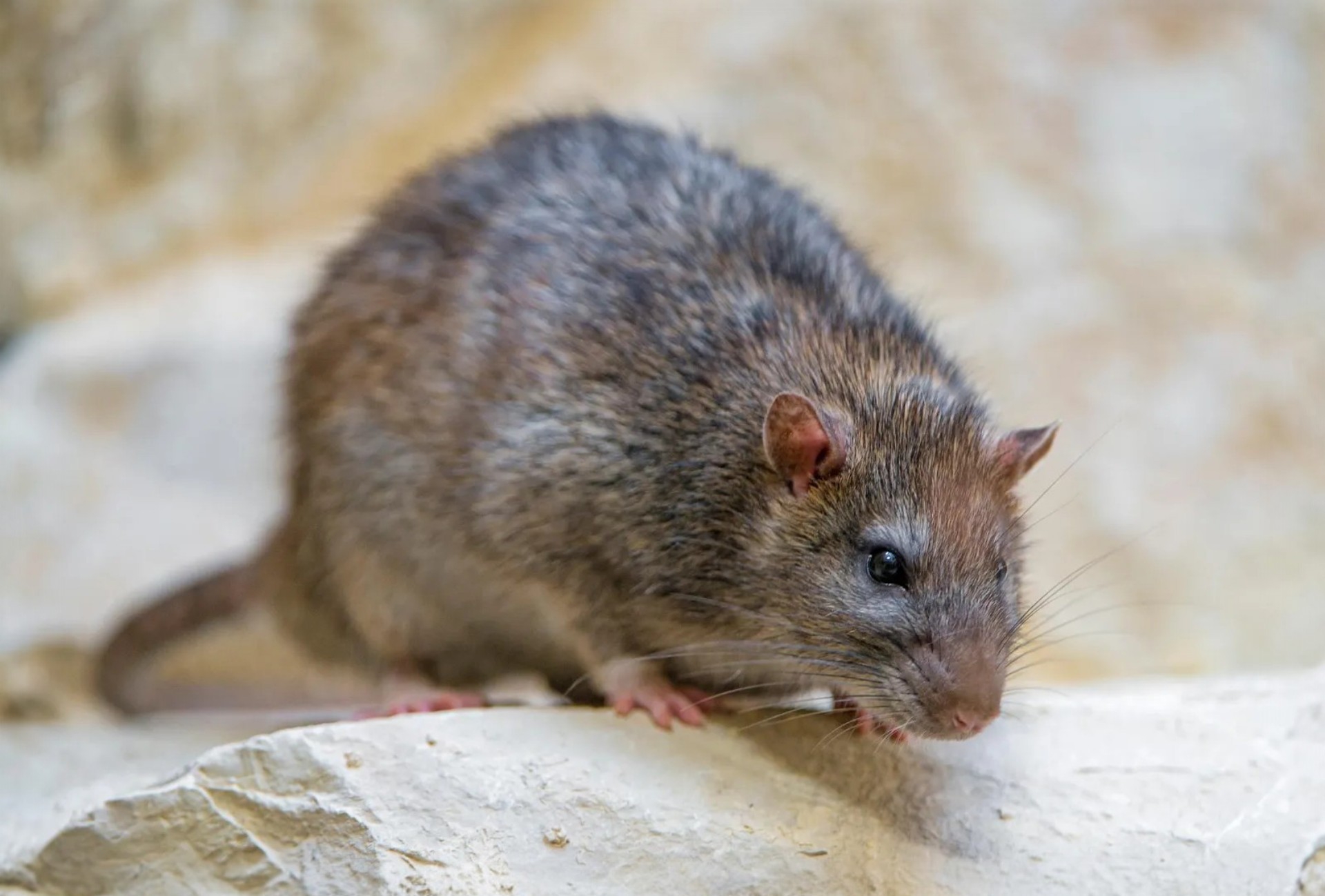 Rat Disease: Lassa Fever Hits Oyo as University College Hospital Ibadan Records One Death